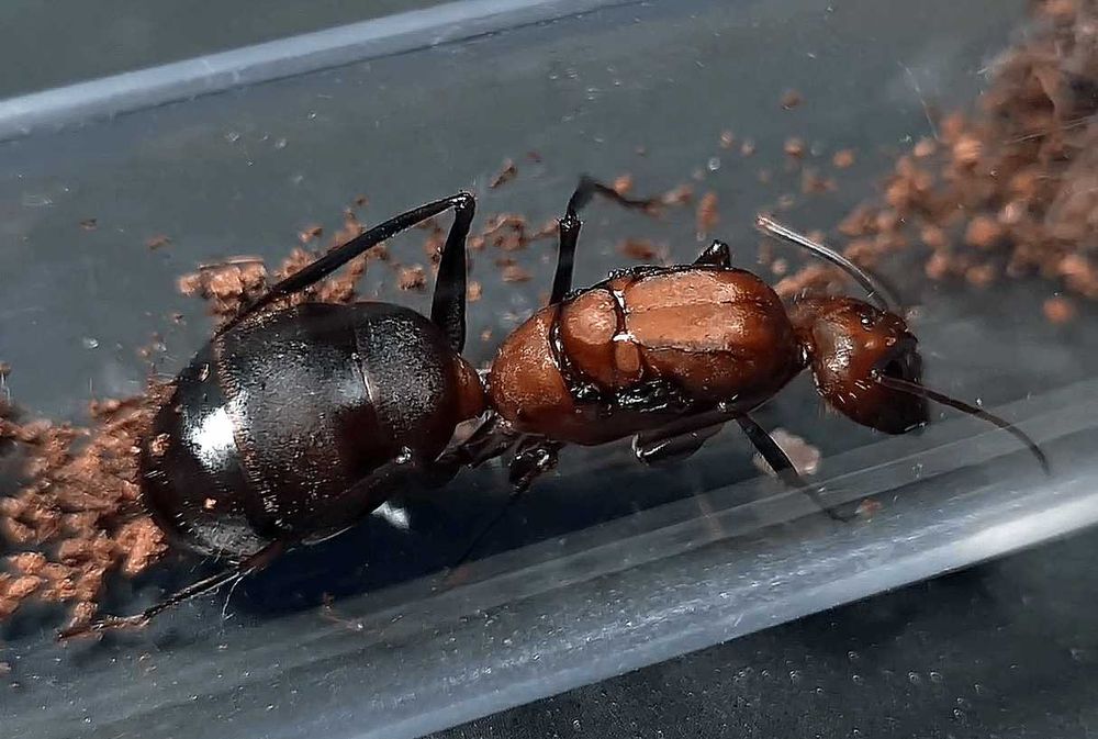 Муравьи Camponotus angusticollis купить муравьиная ферма формикарий