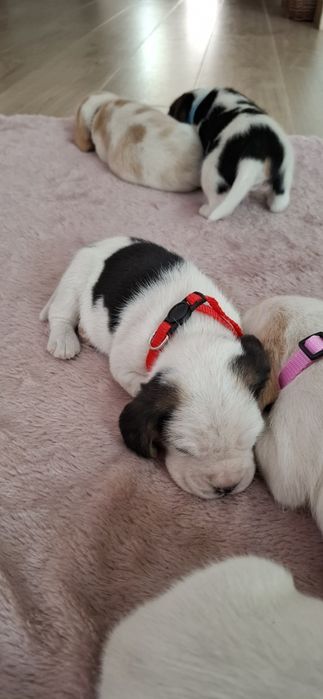 Szczeniaczki Beagle
