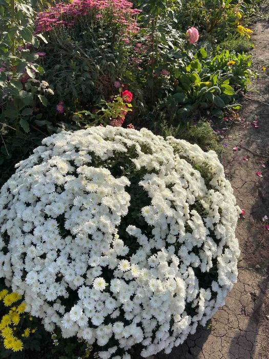 Хризантеми мультифлора