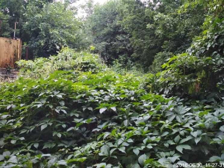 Продажа земельного участка 25 сот. в с.Рожны Киевской обл. 17800$