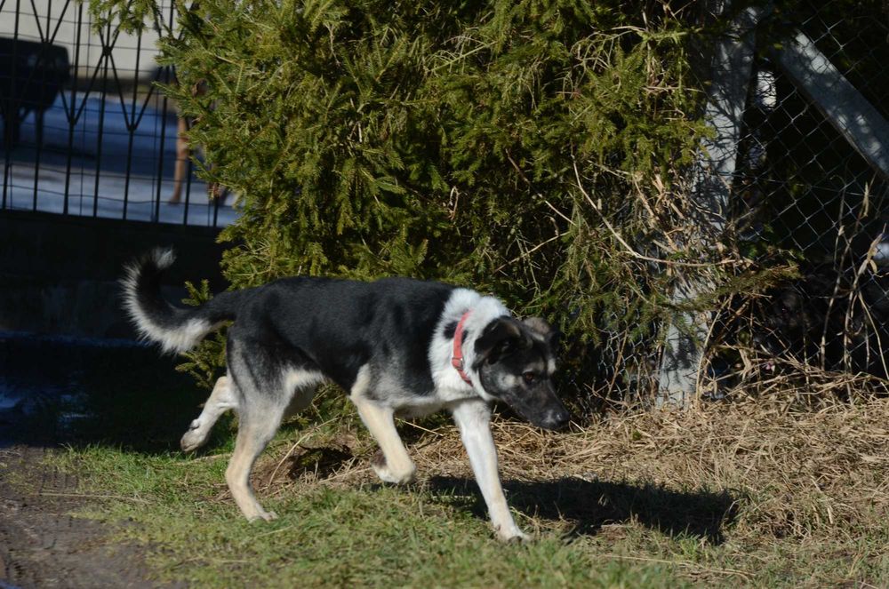 Bercik około 5 letni mieszaniec do adopcji