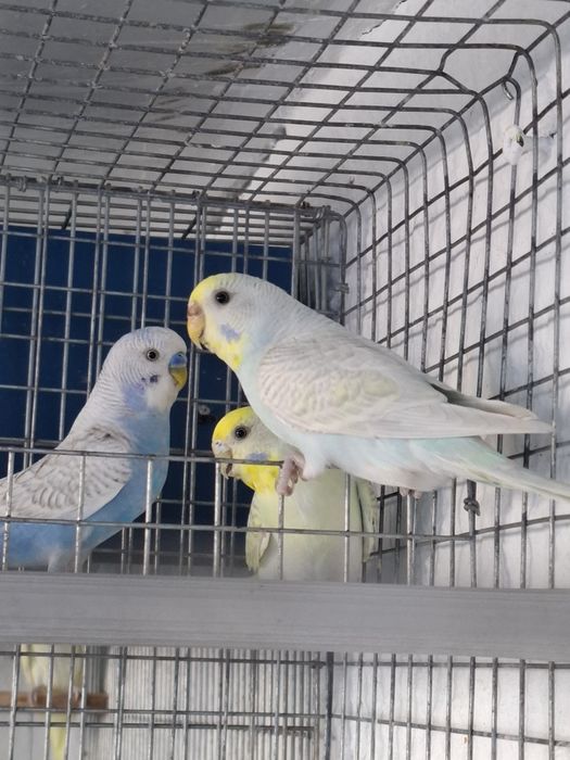 Tenho algumas aves disponíveis