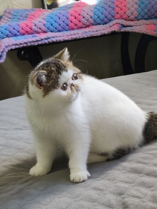 Екзотична дівчинка