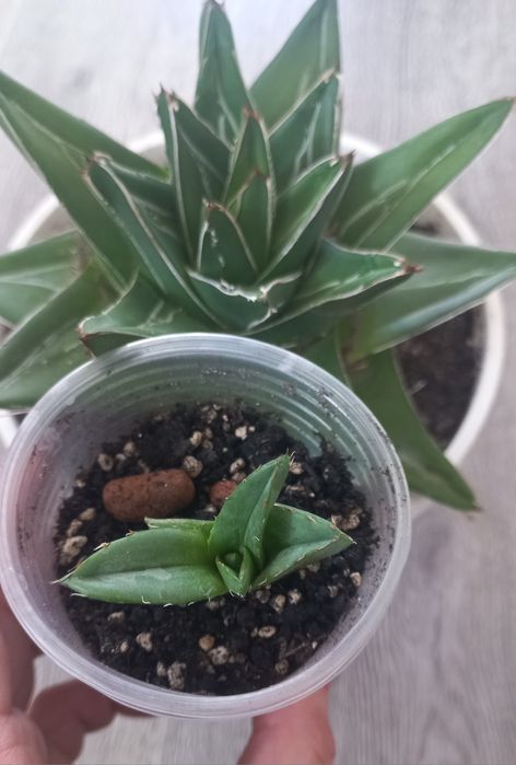 Агава Victoriae-reginae Super Wide