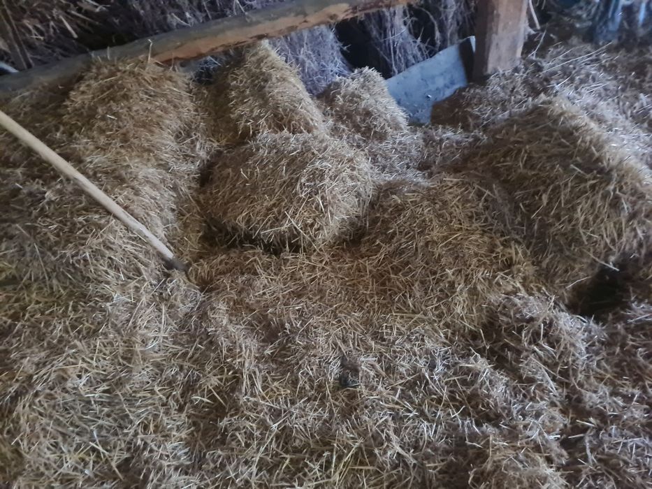 Oddam za darmo słomę i siano – odbiór własny