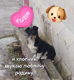 Безкоштовно цуцики дворові