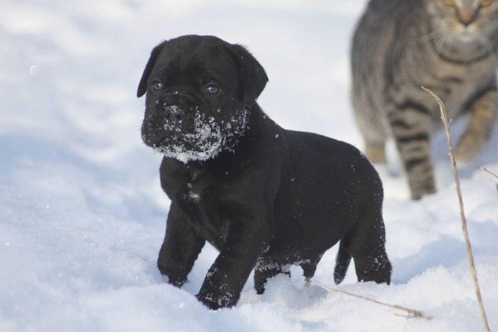 Чорний хлопчик кане корсо