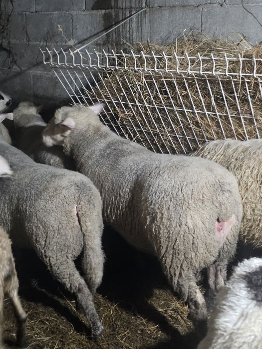 Île-de-France top Vendo ou Troco