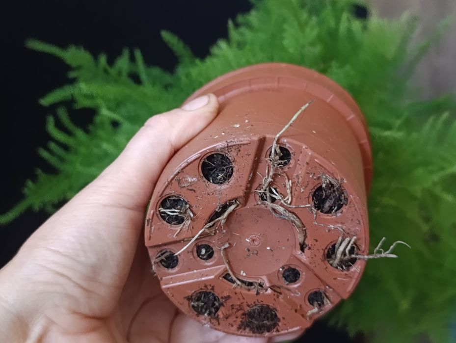 Аспарагус Сетацеус (Asparagus setaceus)
