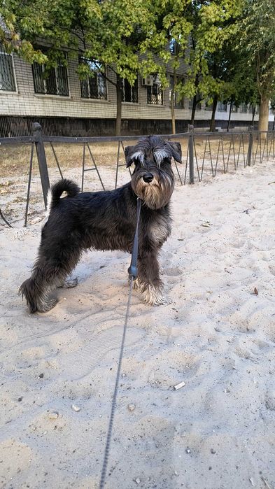 Цвергшнауцер. Чорний зі сріблом. Male .