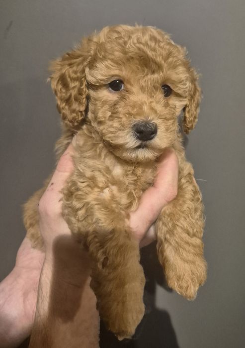 Maltipoo Śliczny Chłopiec ! Gotowa do zmiany domku!