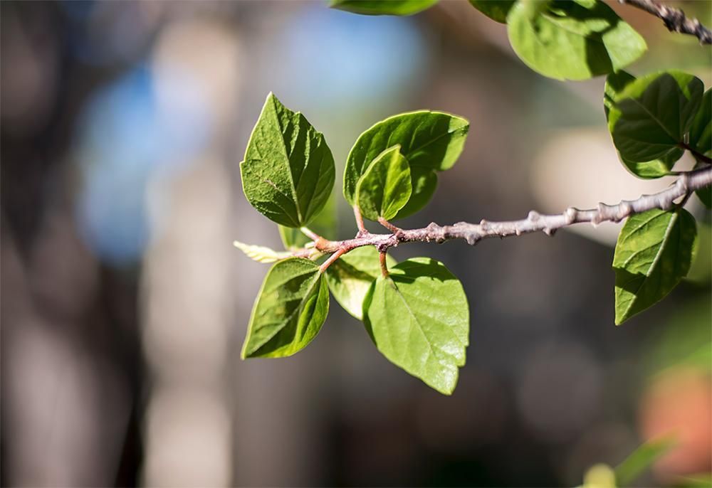 Objectiva Zenitar-M 50mm f/1.7 M42