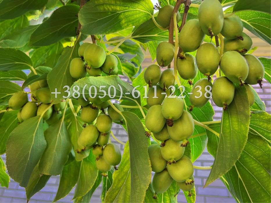 Актинідія (міні-ківі). 1-2-3-4 річні саджанці.