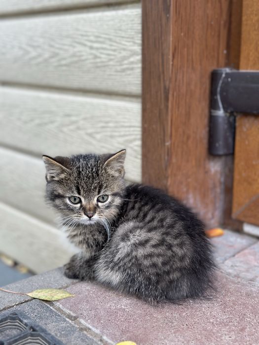 Котики, кошенята