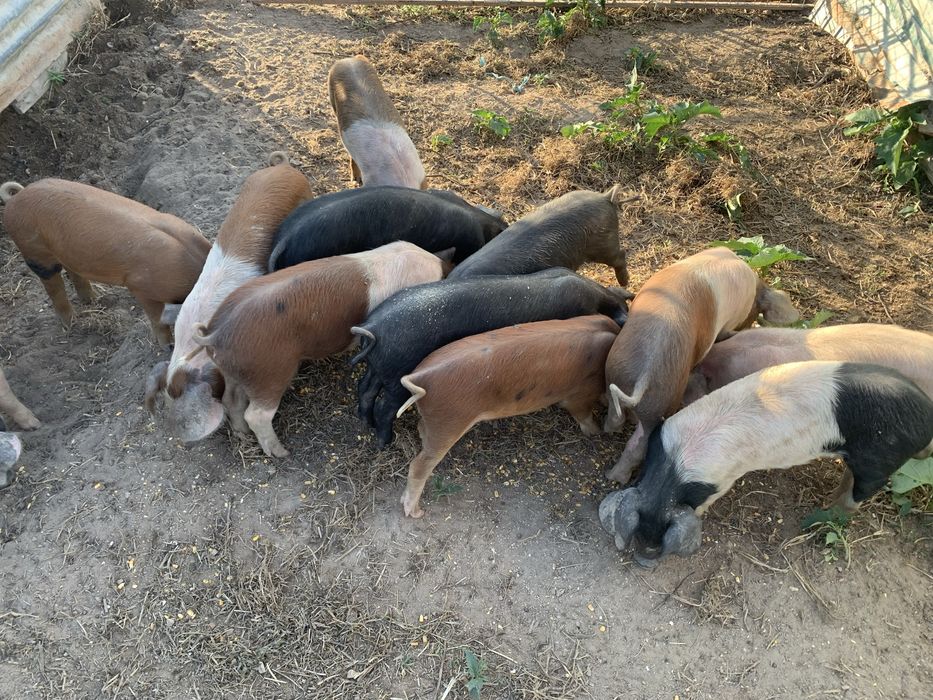 Leitões Bísaro x Duroc