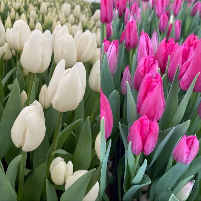 Тюльпани тюльпаны продажа продаж опт