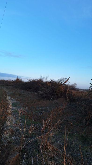 Drewno, gałezie, oddam