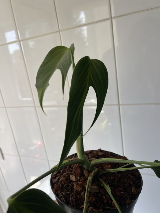 Monstera burle marx flame