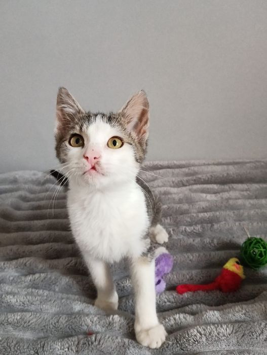 Filemon do adopcji