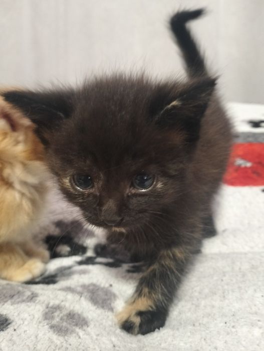віддам кошенят в добрі руки