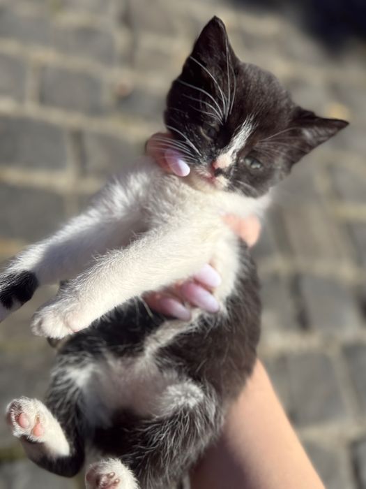 Кошенята