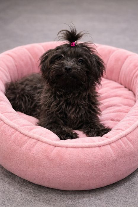 Міні дівчинка мальтиПу