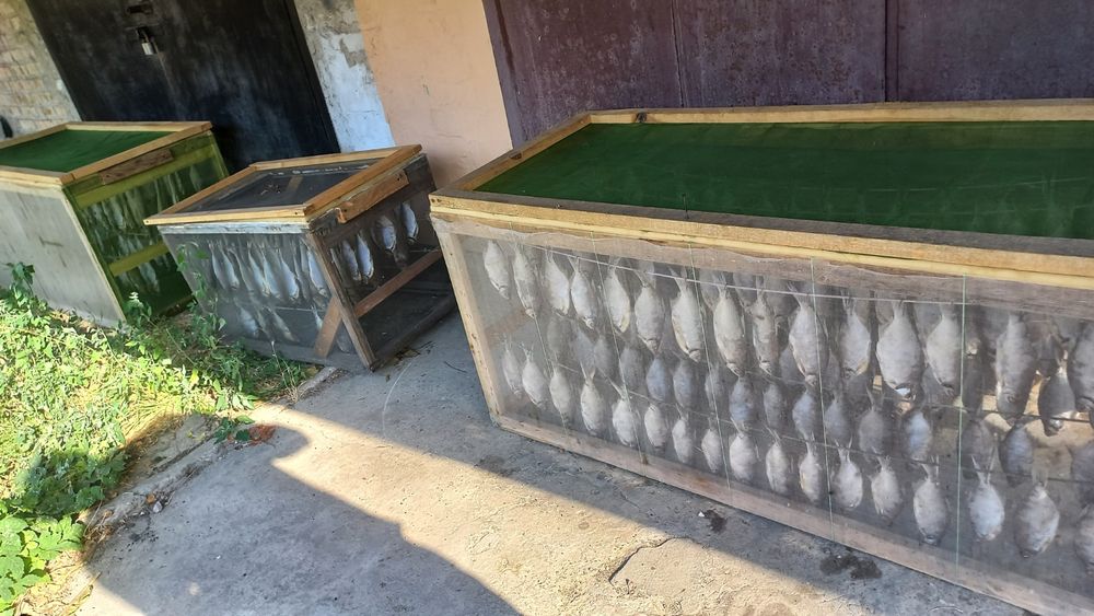 Вяленая густера,плотва,чехонь, подлещик