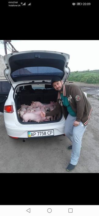 Сперма від хряків Макстер 304, Пьетрен, Ландрас, Велика Біла