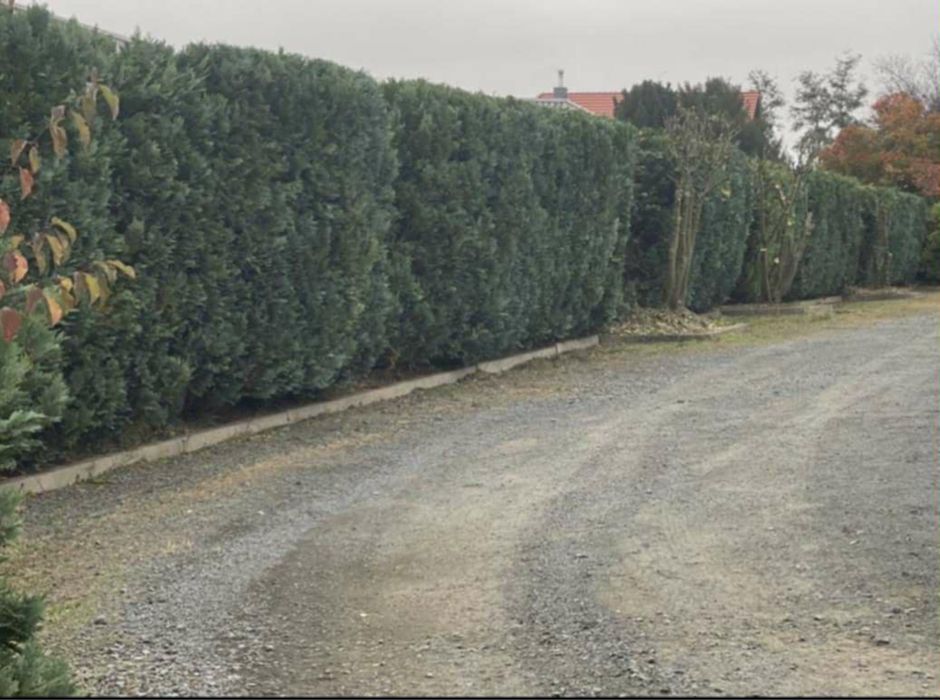 Usługi Ogrodnicze