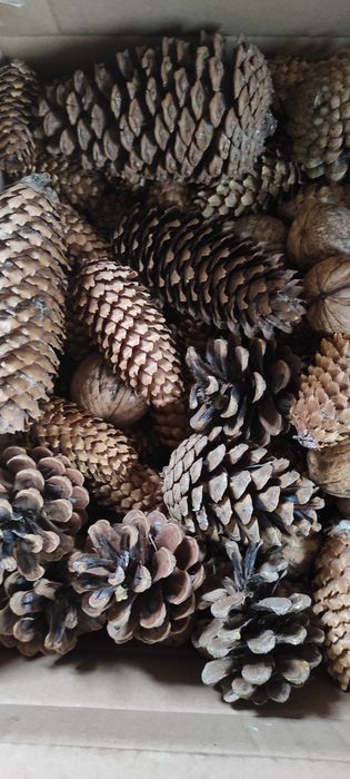 Sprzedam szyszki mix lub nie.