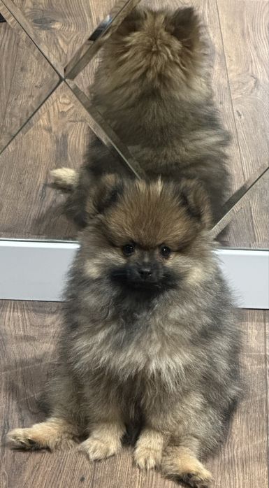 Pomeranian miniaturka