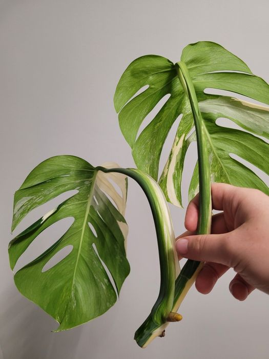 Mostera variegata
