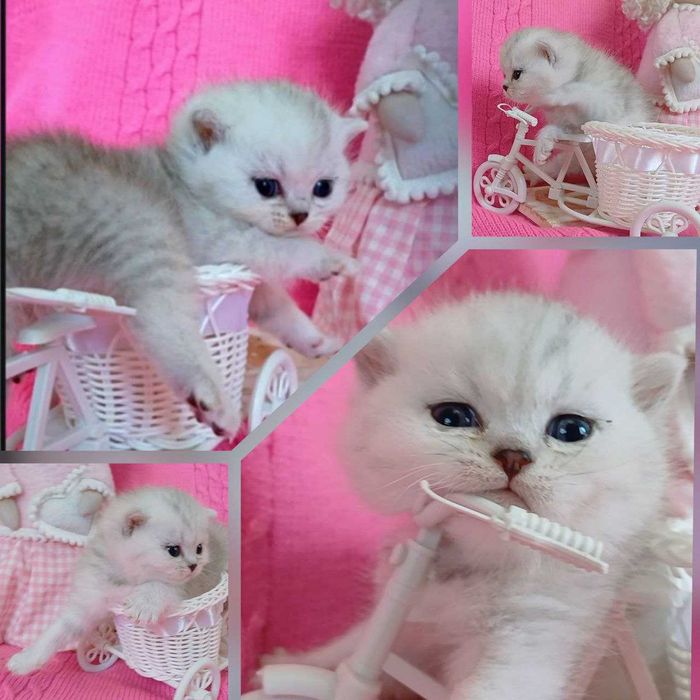 Кошенята. Котики , шотландські муркотики.