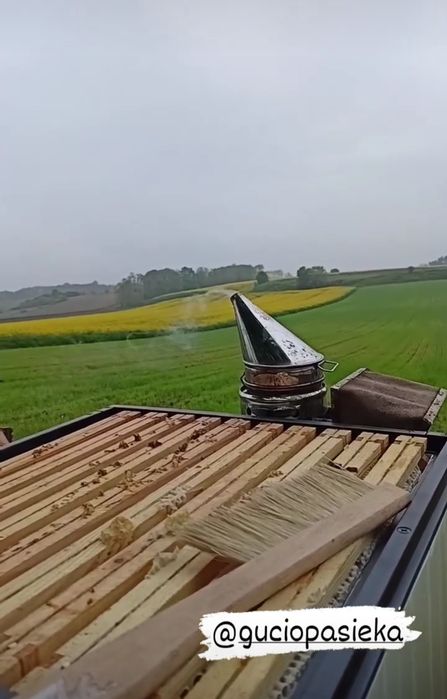 Miód lipowy z wysyłką z własnej pasieki