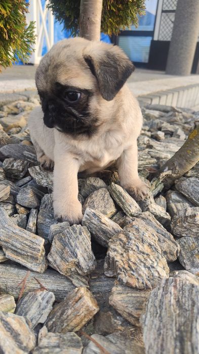 Mops beżowy pies