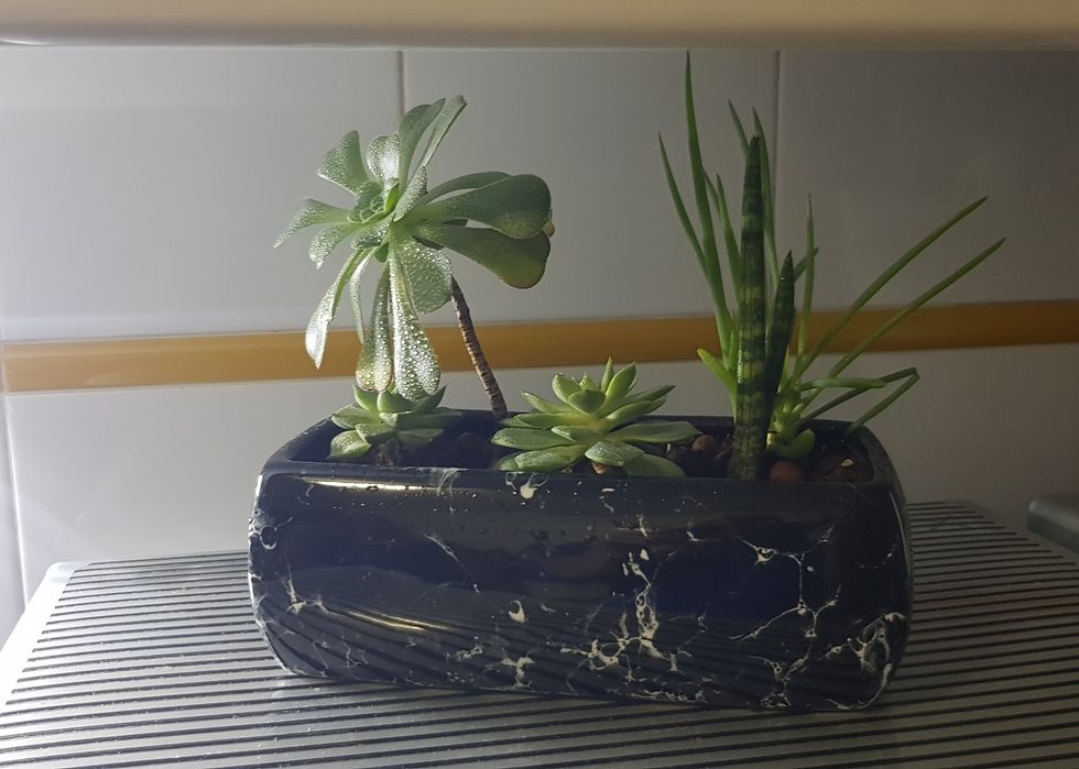 Floreira com suculentas