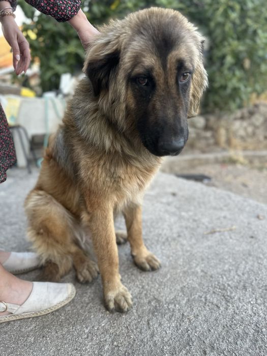 Cão Serra da Estrela para Adoção Responsável