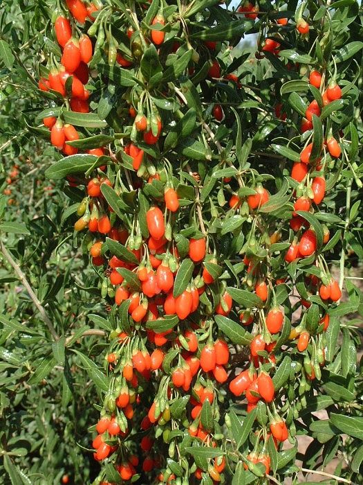 PLANTA DE GOJI superalimento da eterna vida