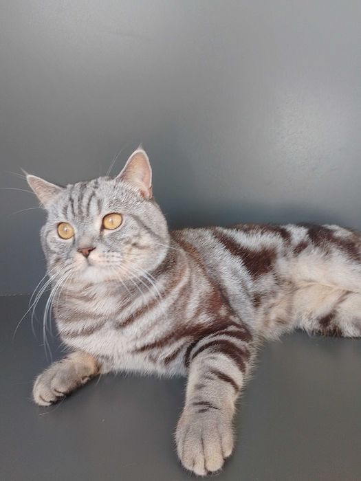 Кот.В'язка мармуровий скотіш страйт.