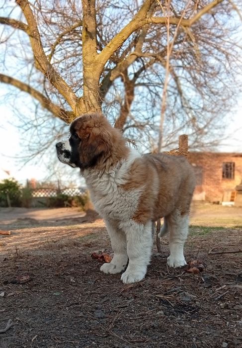 Szczeniak Bernardyna