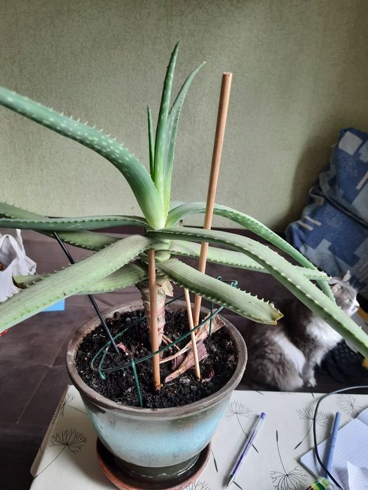 Продам Алое в горщику