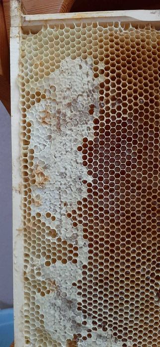 plaster miodu ramka