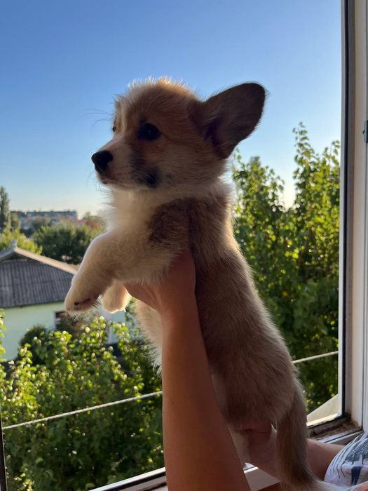 Дівчинка коргі пемброк