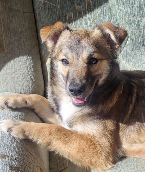 Щукаємо дім для Адель!