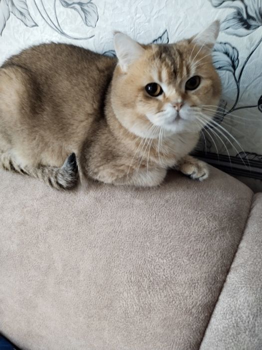 Кот "золотая шиншилла".