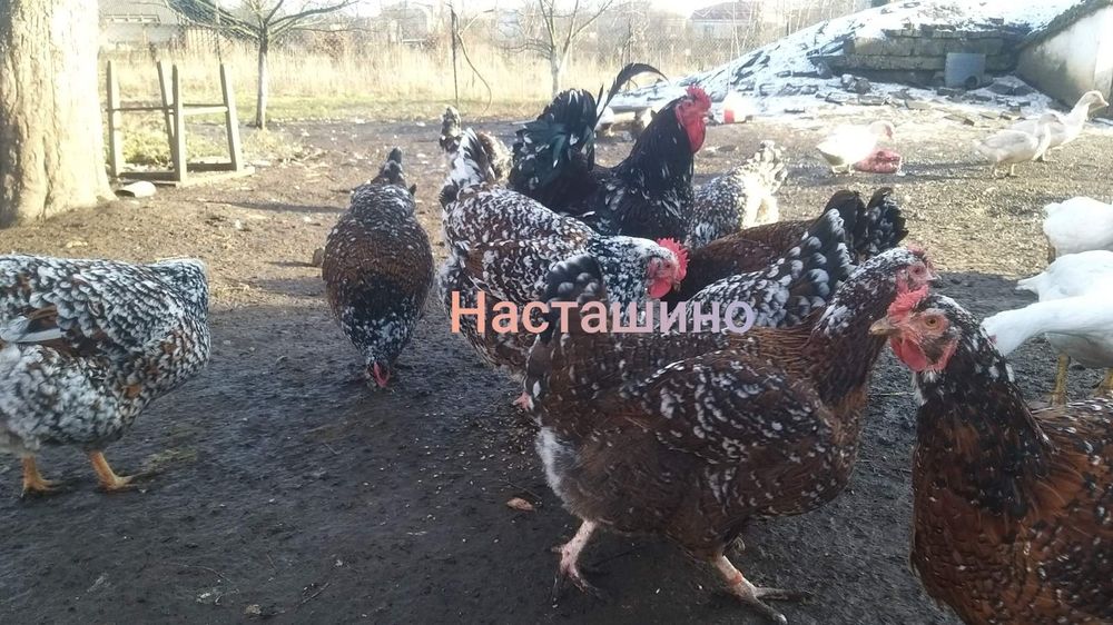 Лівенська ситцева, інкубаційне яйце, ія лівенської ситцевої