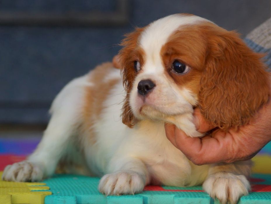 Кавалер Кинг Чарльз Спаниель КСУ