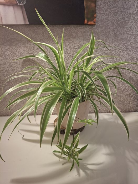 Кімнатні рослини