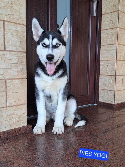 Husky Syberyjski
