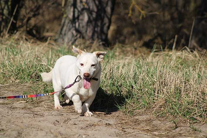 BRICO pies adopcja schronisko lękliwy